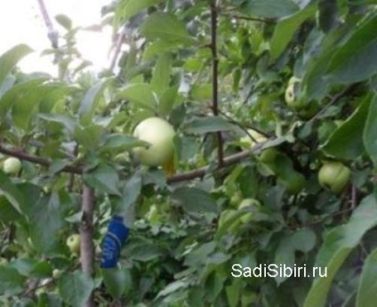 Fotografii de meri în 2013 - Siberia Gardens (Garden 2013) Fotografii de meri în 2013 - Gardens din Siberia