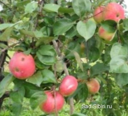 Fotografii de meri în 2013 - Gardens din Siberia (ani) Fotografii de meri în 2013 - Gardens din Siberia
