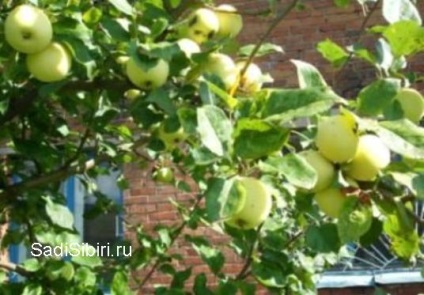 Fotografii de meri în 2013 - Gardens din Siberia (fructe destul de gustoase) Fotografii de meri în 2013 - Gardens din Siberia