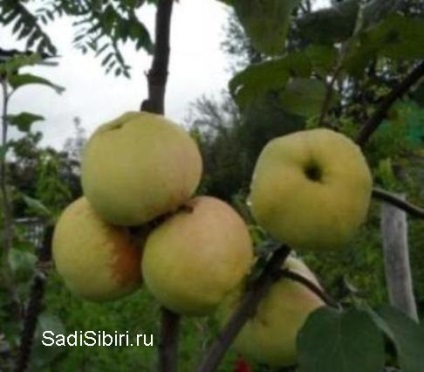 Fotografii de meri în 2013 - Siberia Gardens (Garden) Fotografii de meri în 2013 - Gardens din Siberia