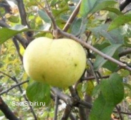 Fotografii de meri în 2013 - Gardens din Siberia (fructe destul de gustoase) Fotografii de meri în 2013 - Gardens din Siberia