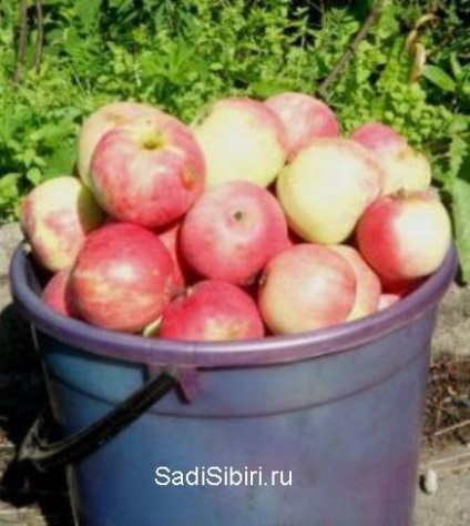 Fotografii de meri în 2013 - Gardens din Siberia (Fotografii) Fotografii de meri în 2013 - Gardens din Siberia