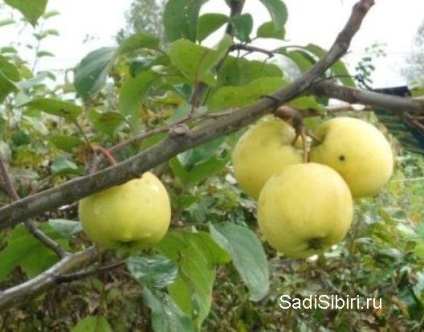 Fotografii de meri în 2013 - Gardens din Siberia (ani) Fotografii de meri în 2013 - Gardens din Siberia