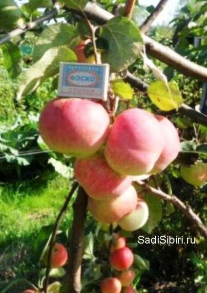 Fotografii de meri în 2013 - Siberia Gardens (Garden 2013) Fotografii de meri în 2013 - Gardens din Siberia