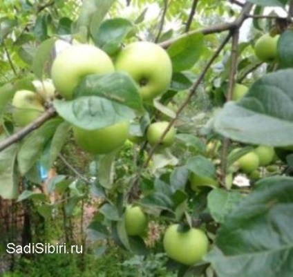 Fotografii de meri în 2013 - Gardens din Siberia (Fotografii) Fotografii de meri în 2013 - Gardens din Siberia