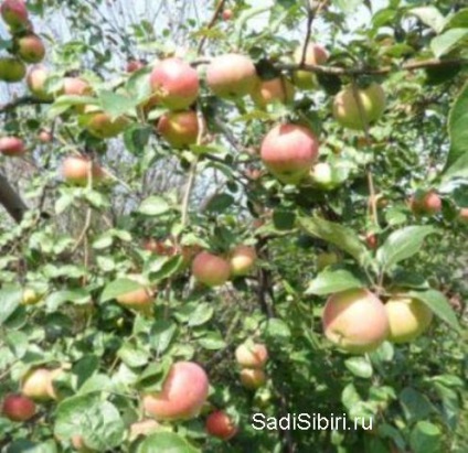 Fotografii de meri în 2013 - Gardens din Siberia (ani) Fotografii de meri în 2013 - Gardens din Siberia