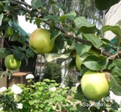 Fotografii de meri în 2013 - Gardens din Siberia (Fotografii) Fotografii de meri în 2013 - Gardens din Siberia