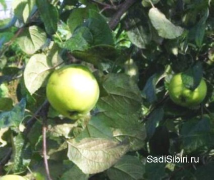 Fotografii de meri în 2013 - Gardens din Siberia (fructe destul de gustoase) Fotografii de meri în 2013 - Gardens din Siberia