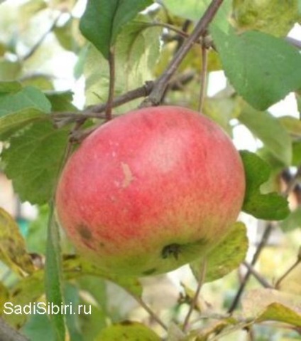 Fotografii de meri în 2013 - Gardens din Siberia (Fotografii) Fotografii de meri în 2013 - Gardens din Siberia
