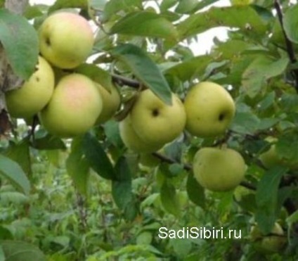 Fotografii de meri în 2013 - Gardens din Siberia (2013) Fotografii de meri în 2013 - Gardens din Siberia