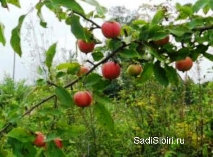 Fotografii de meri în 2013 - Gardens din Siberia (fructe destul de gustoase) Fotografii de meri în 2013 - Gardens din Siberia