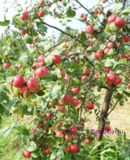 Fotografii de meri în 2013 - Gardens din Siberia (mere foto) Fotografii de meri în 2013 - Gardens din Siberia
