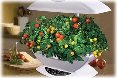 Hidroponia verde acasă (verdeață hidroponice în casă) Hidroponia verde la domiciliu