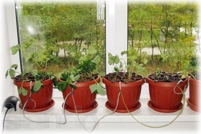 Hidroponia verde la domiciliu (acasă) Hidroponia verde la domiciliu
