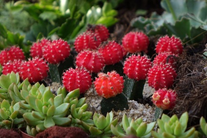 Gymnocalycium o atenție deosebită la domiciliu (mai ales) Gymnocalycium o atenție deosebită la domiciliu