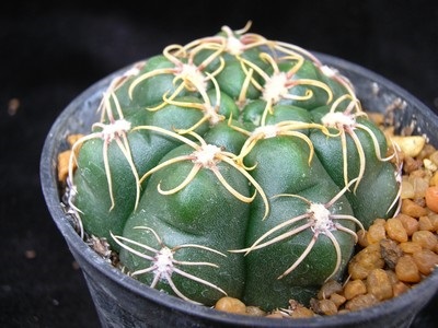 Gymnocalycium - sfaturi privind îngrijirea și creșterea, greenhome (îngrijire ginokalitsium) Gymnocalycium - sfaturi privind îngrijirea și reproducerea, greenhome