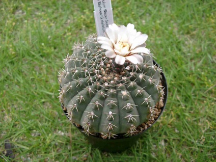 Gymnocalycium - sfaturi privind îngrijirea și creșterea animalelor, greenhome (Gymnocalycium) Gymnocalycium - sfaturi privind îngrijirea și reproducerea, greenhome