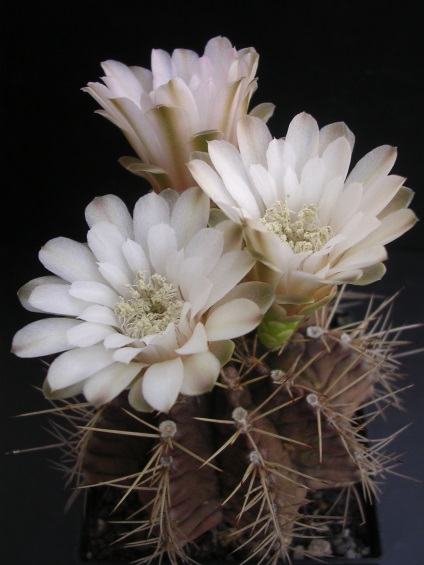 Gymnocalycium - sfaturi privind îngrijirea și creșterea animalelor, greenhome (Gymnocalycium) Gymnocalycium - sfaturi privind îngrijirea și reproducerea, greenhome