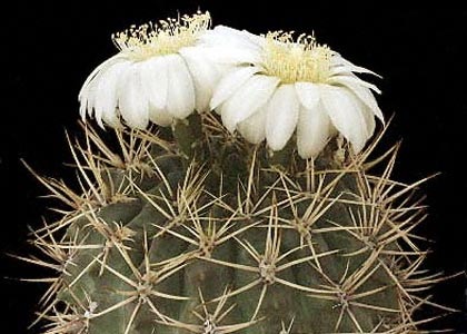 Gymnocalycium - sfaturi privind îngrijirea și creșterea, greenhome (reproducerea Gymnocalycium) Gymnocalycium - sfaturi privind îngrijirea și reproducerea, greenhome