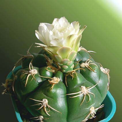 Gymnocalycium - sfaturi privind îngrijirea și creșterea, greenhome (îngrijire ginokalitsium) Gymnocalycium - sfaturi privind îngrijirea și reproducerea, greenhome