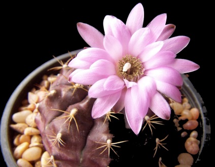 Gymnocalycium - sfaturi privind îngrijirea și creșterea, greenhome (îngrijire ginokalitsium) Gymnocalycium - sfaturi privind îngrijirea și reproducerea, greenhome
