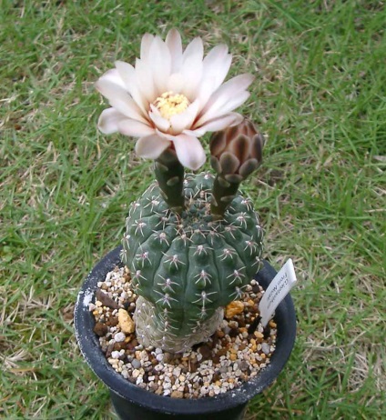 Gymnocalycium - sfaturi privind îngrijirea și creșterea, greenhome (specii Gymnocalycium) Gymnocalycium - sfaturi privind îngrijirea și reproducerea, greenhome