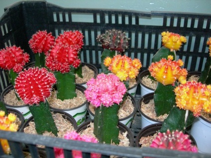 Gymnocalycium - sfaturi privind îngrijirea și creșterea animalelor, greenhome (Gymnocalycium) Gymnocalycium - sfaturi privind îngrijirea și reproducerea, greenhome