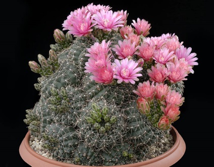 Gymnocalycium - sfaturi privind îngrijirea și creșterea, greenhome (îngrijire ginokalitsium) Gymnocalycium - sfaturi privind îngrijirea și reproducerea, greenhome