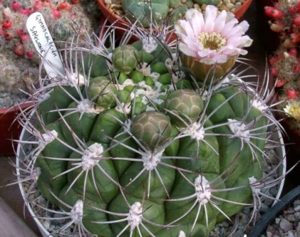 Gymnocalycium - sfaturi privind îngrijirea și creșterea animalelor, greenhome (reproducere) Gymnocalycium - sfaturi privind îngrijirea și reproducerea, greenhome