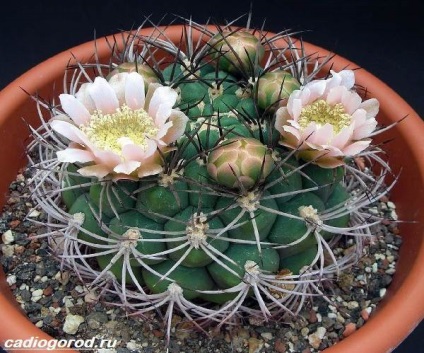 Gymnocalycium flori (Gymnocalycium) floare Gymnocalycium