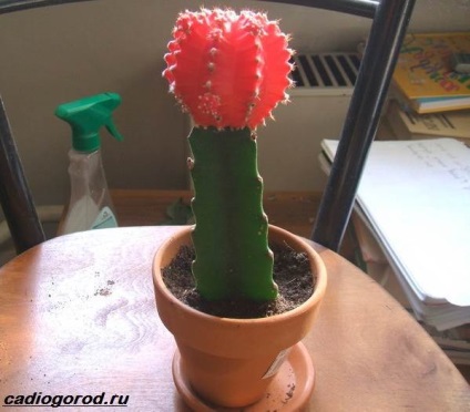 floare Gymnocalycium (floare) floare Gymnocalycium
