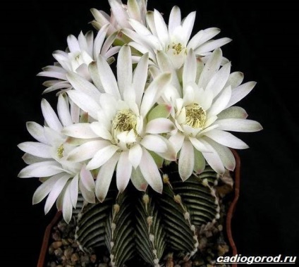 Gymnocalycium de flori (caracteristici) floare Gymnocalycium