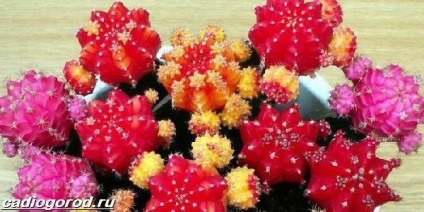 Gymnocalycium de flori (tipuri și de îngrijire Gymnocalycium) floare Gymnocalycium