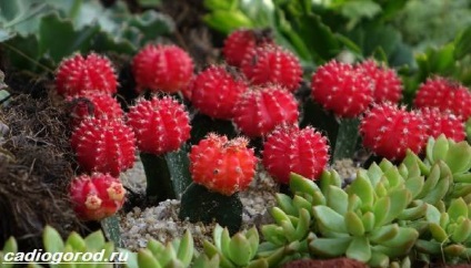 floare Gymnocalycium (floare Gymnocalycium. Descriere) floare Gymnocalycium