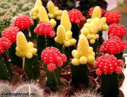 Gymnocalycium de flori (tipuri și de îngrijire Gymnocalycium) floare Gymnocalycium