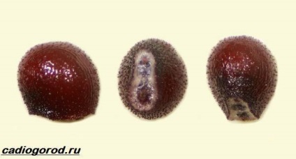 flori Gymnocalycium (orice magazin de flori) floare Gymnocalycium