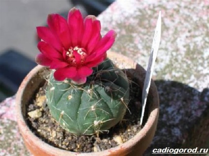 floare Gymnocalycium (floare Gymnocalycium. Descriere) floare Gymnocalycium
