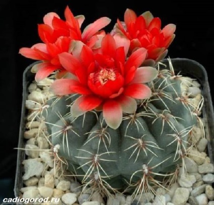 Gymnocalycium de flori (caracteristici) floare Gymnocalycium