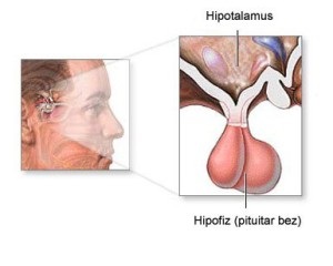 Glanda pituitară simplu (hipofiză) Glanda pituitară, simplu