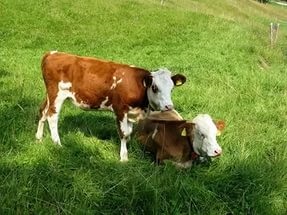 Metode de prevenire și tratament Worms vaci (bovine) metode de prevenire și tratament viermi vaci