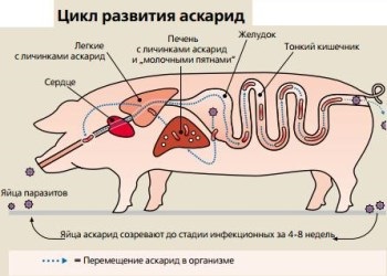 Viermi în porci (porcine) Viermii la porci