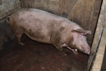 Viermi în porci, simptome și tratament cu medicamente și metode tradiționale (medicamente) Viermi în porci, simptome și tratament cu medicamente și metode tradiționale