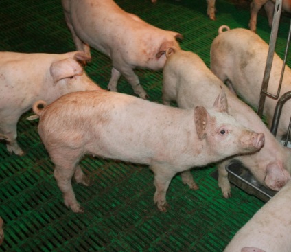 Viermi în porci, simptome și tratament cu medicamente și metode tradiționale (medicamente) Viermi în porci, simptome și tratament cu medicamente și metode tradiționale