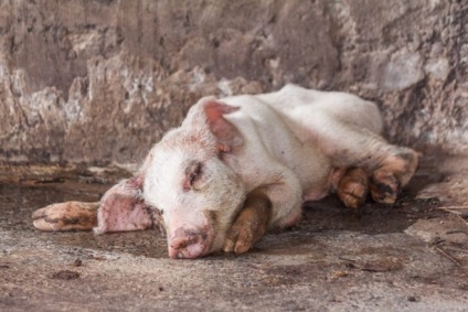 Viermi în porci, simptome și tratament cu medicamente și metode tradiționale (de porc) Viermi în porci, simptome și tratament cu medicamente și metode tradiționale