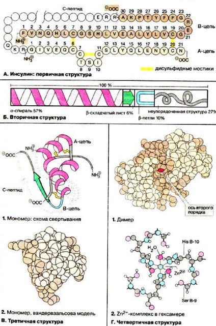 proteine globulare (proteine) proteine globulare