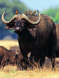Bull Anul 1 (atingerea obiectivelor) Anul OX1