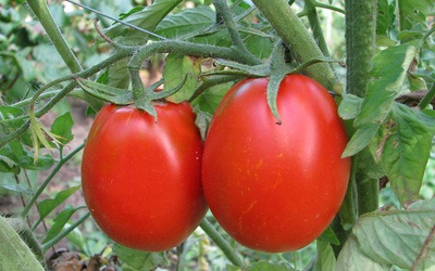 semințe de tomate olandeze pentru câmp deschis (semințe) semințe de tomate olandeze pentru teren deschis