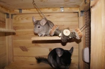 Jucării pentru chinchille cu mâinile sale (pentru chinchilla lor) Jucării pentru chinchille cu mâinile