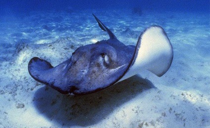fapte și cifre interesante pe pante, vivareit (Stingray poate ajunge) fapte și cifre interesante de pe versanți, vivareit