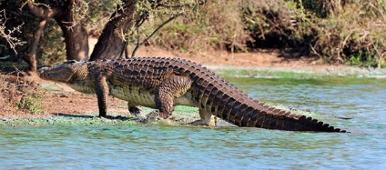 fapte interesante despre crocodili - Situația de fapt la mare (Sea) fapte interesante despre crocodili - fapte de mare